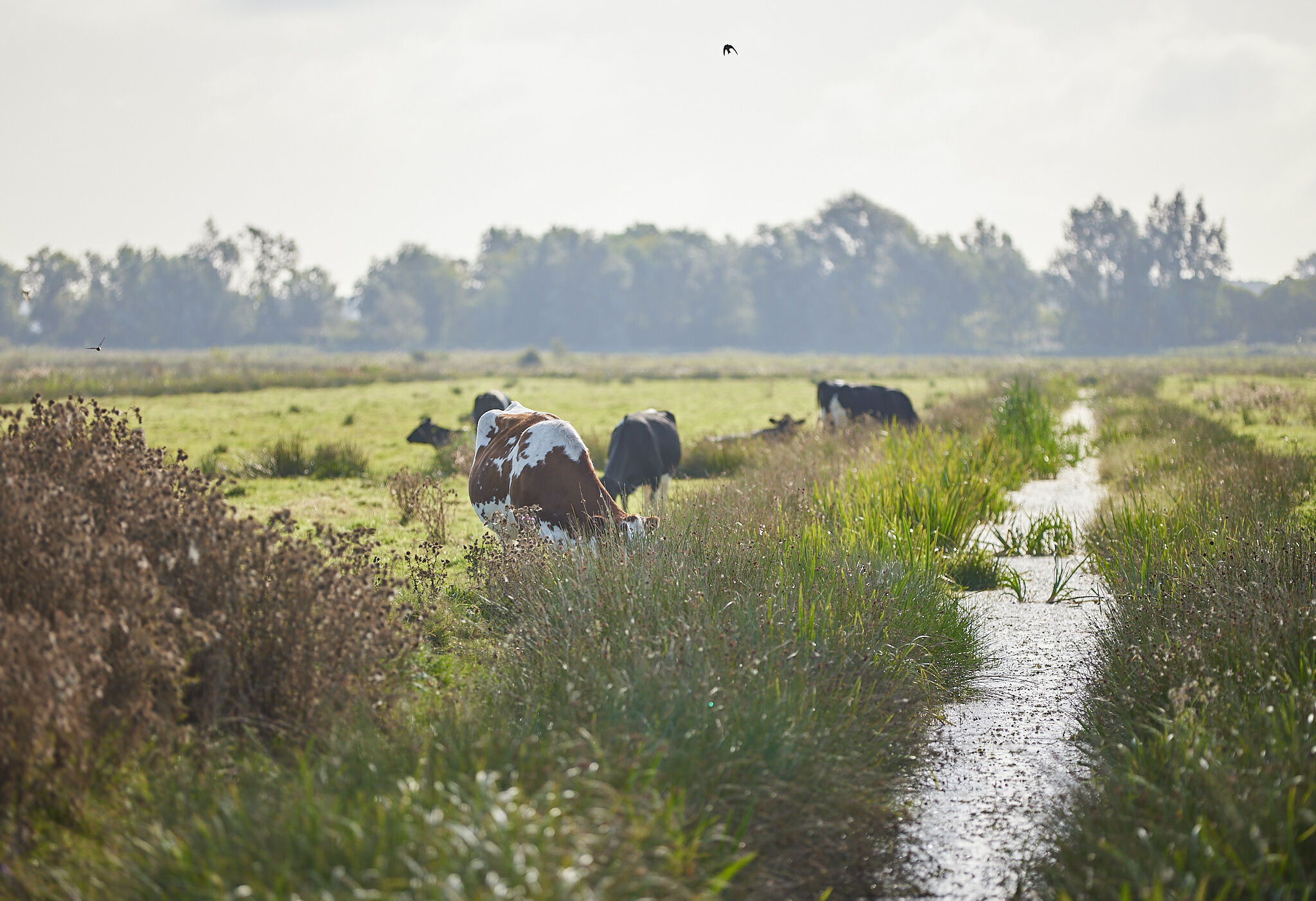 Glamping near the Norfolk Broads with the whole family, short breaks from London