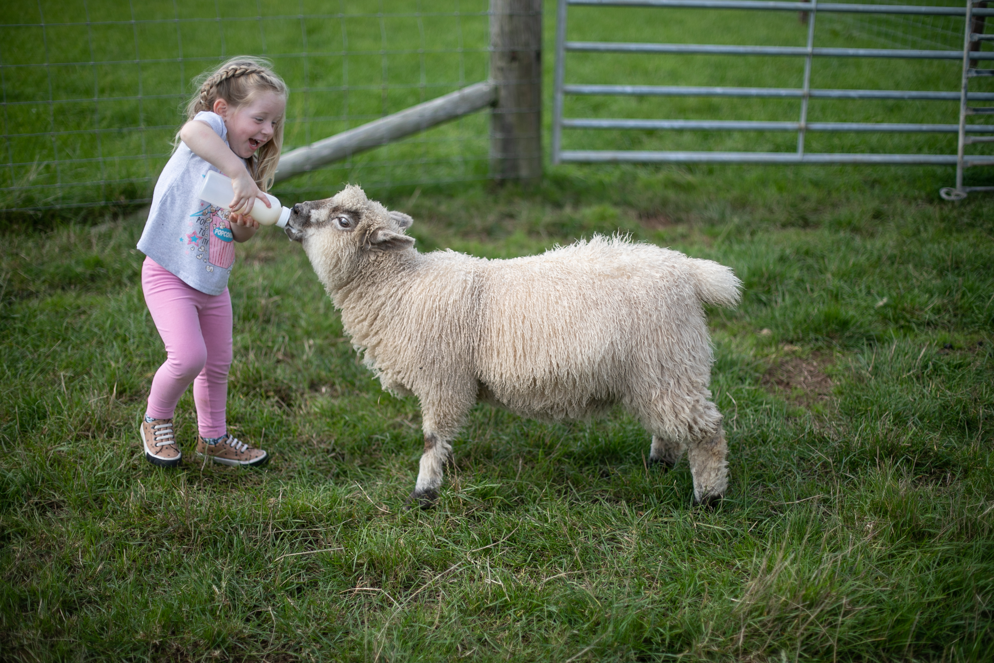 Young girl bottle feeding lamb
