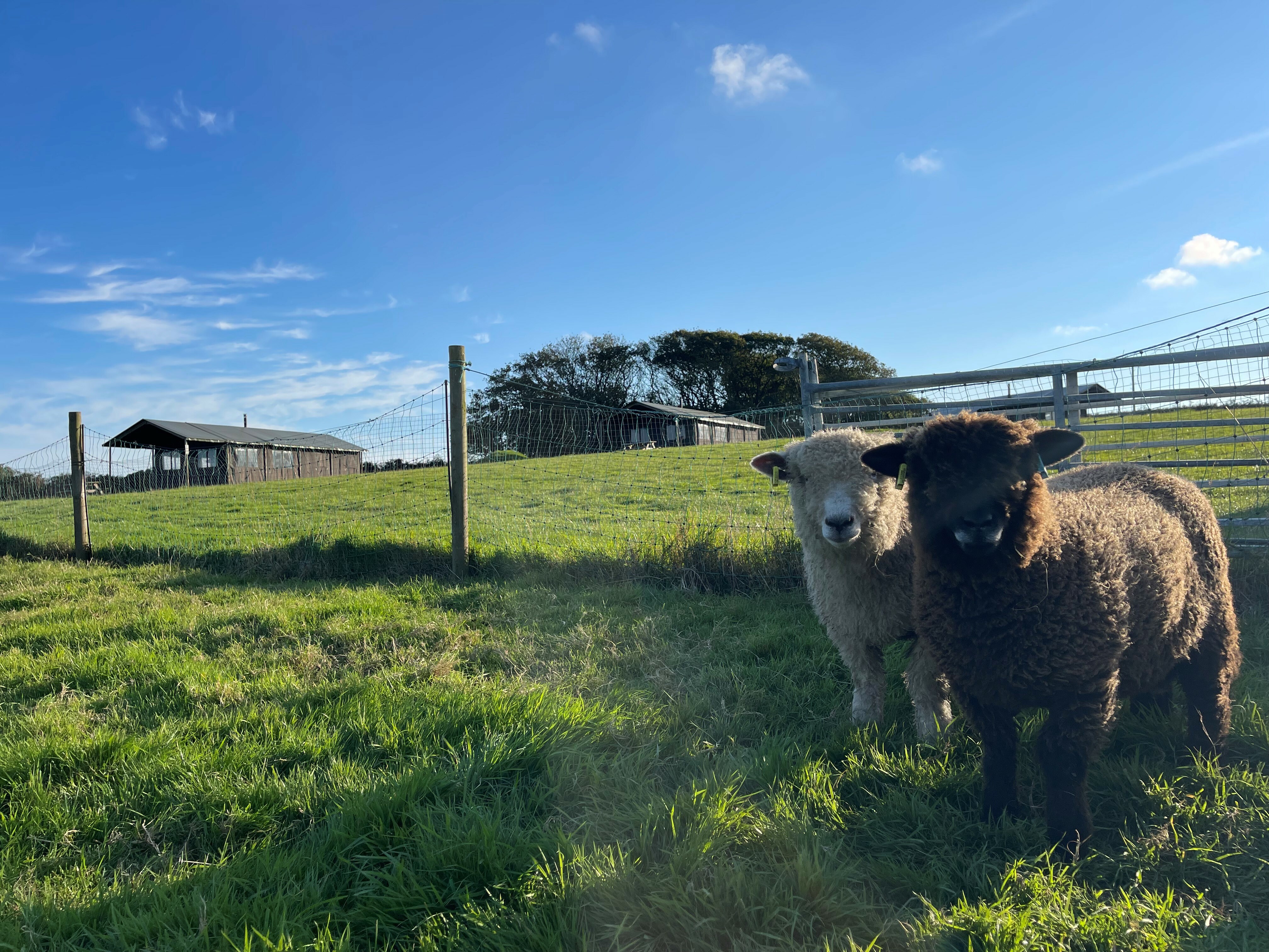 Visit the farm animals in Cornwall on your family glamping short break